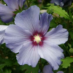 Hibiscus bleu